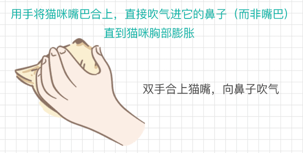 猫咪吃东西噎住，严重可致命！1分钟学会急救方法