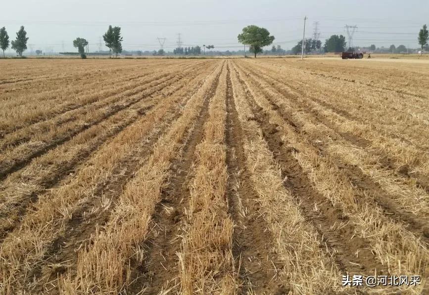 二点委夜蛾研究再创新 生态调控措施普及推广