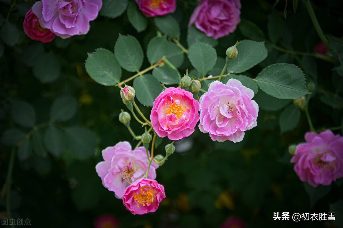 仲春花信之蔷薇美诗七首：当户种蔷薇，千艳万艳开