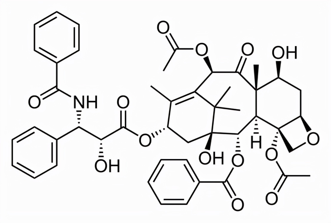 一棵几十万？19人盗伐保护植物被抓！红豆杉为何被人称为植物黄金