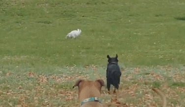 狗狗交配完转身就跑，究竟有什么含义？