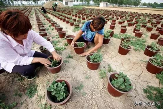 中国十大名花，您都知道吗？