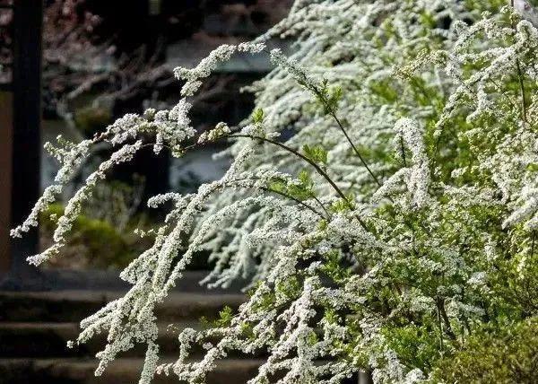 1种花叫"雪柳",剪几根枝插水里,7天长叶,一个月开花,绝美