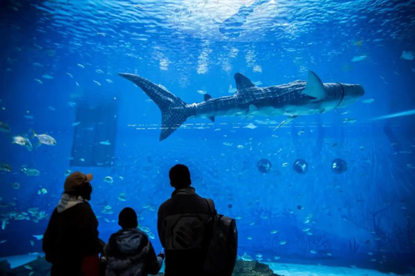 全球首条！国产仿生鲸鲨亮相上海海昌海洋公园