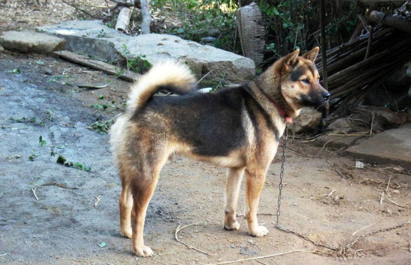 这才是中华田园犬!土狗三大品系划分,你儿时记忆是哪种?