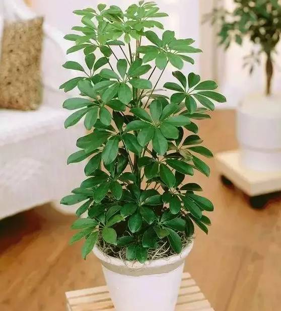 飞羽竹芋是（40款超治愈的家居绿植介绍）