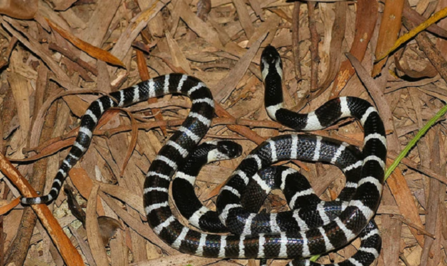 菜花蛇无毒,为何被称为"百蛇之王"?若是它碰上毒蛇会怎样?