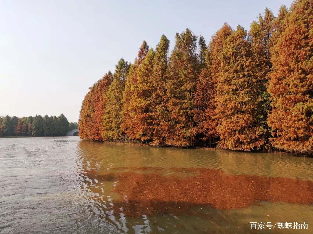 上海金秋去哪玩？必打卡这6个宝藏旅行地，遇见魔都最美的秋色！插图41