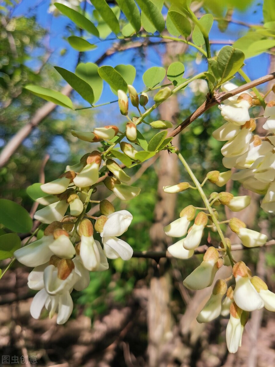 槐花最 美妙 的吃法槐花香饼吃出了春天的味道 天天看点