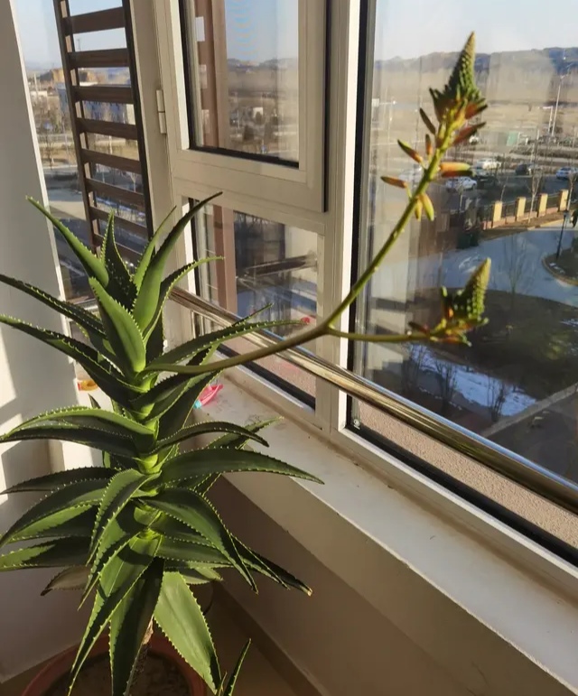 飞羽竹芋是（40款超治愈的家居绿植介绍）