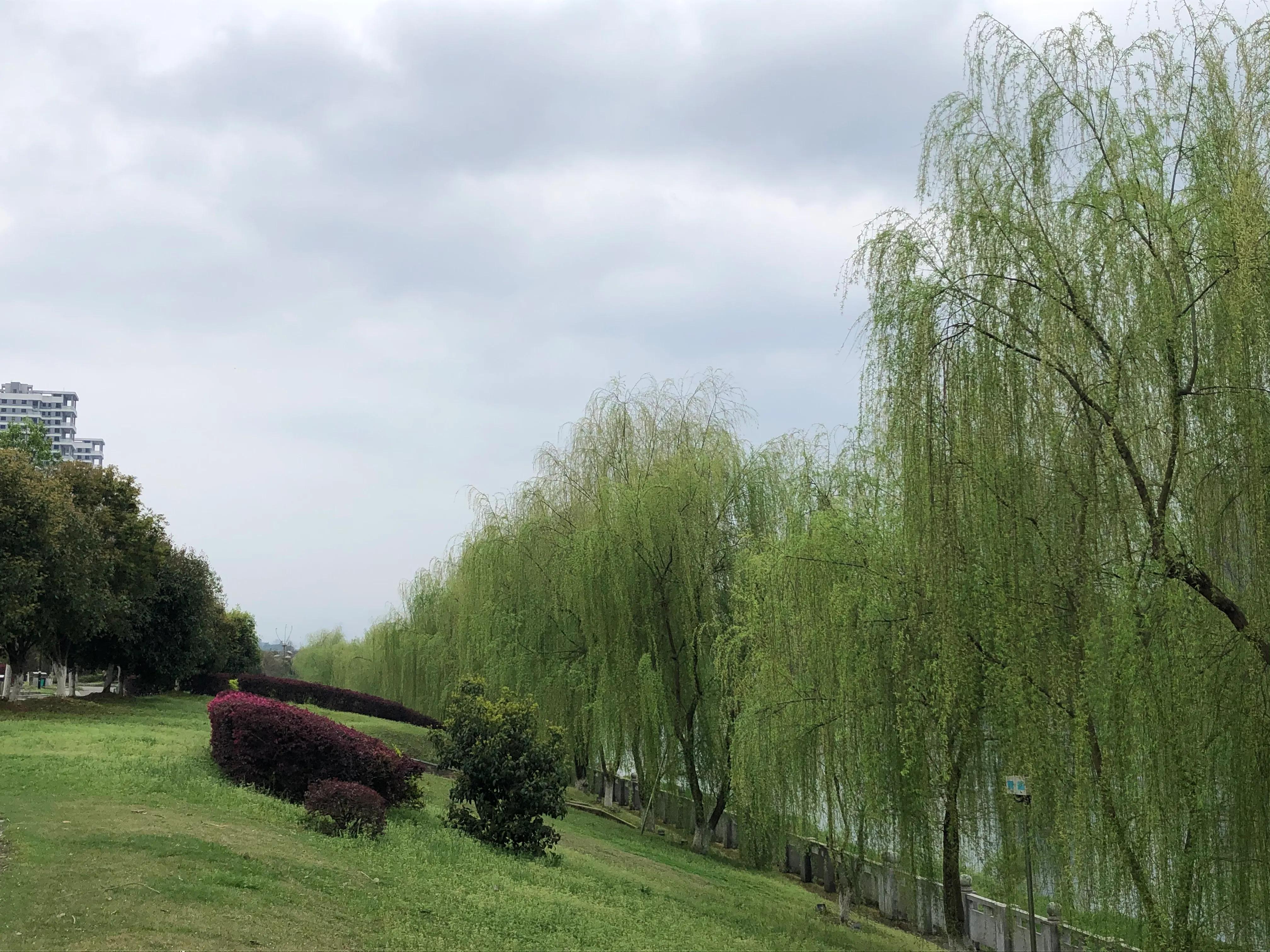 冬去春来，柳树发芽，春潮江水，奔流北去！春来湘中，美降人间