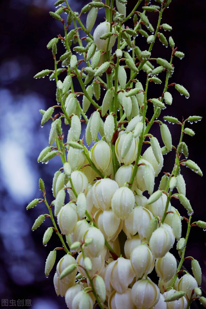 "--杜甫金鱼草花【花语】纯洁,才能.