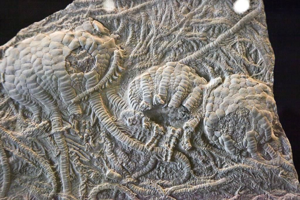 一颗3亿年前的“螺丝”，镶嵌在石块中，揭开一个史前的巅峰时代