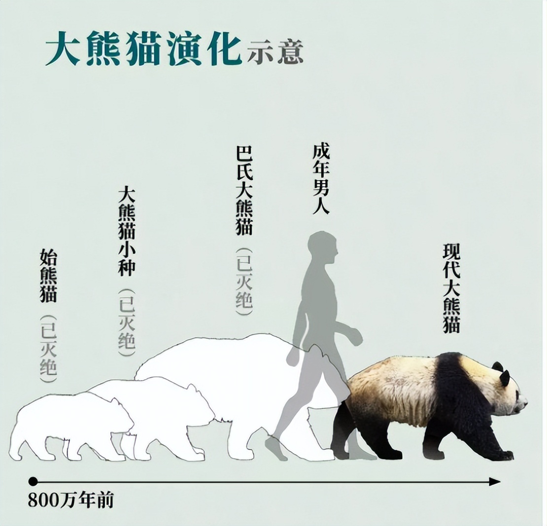 大熊猫生活在哪里大熊猫生活在哪里为什么被称为国宝
