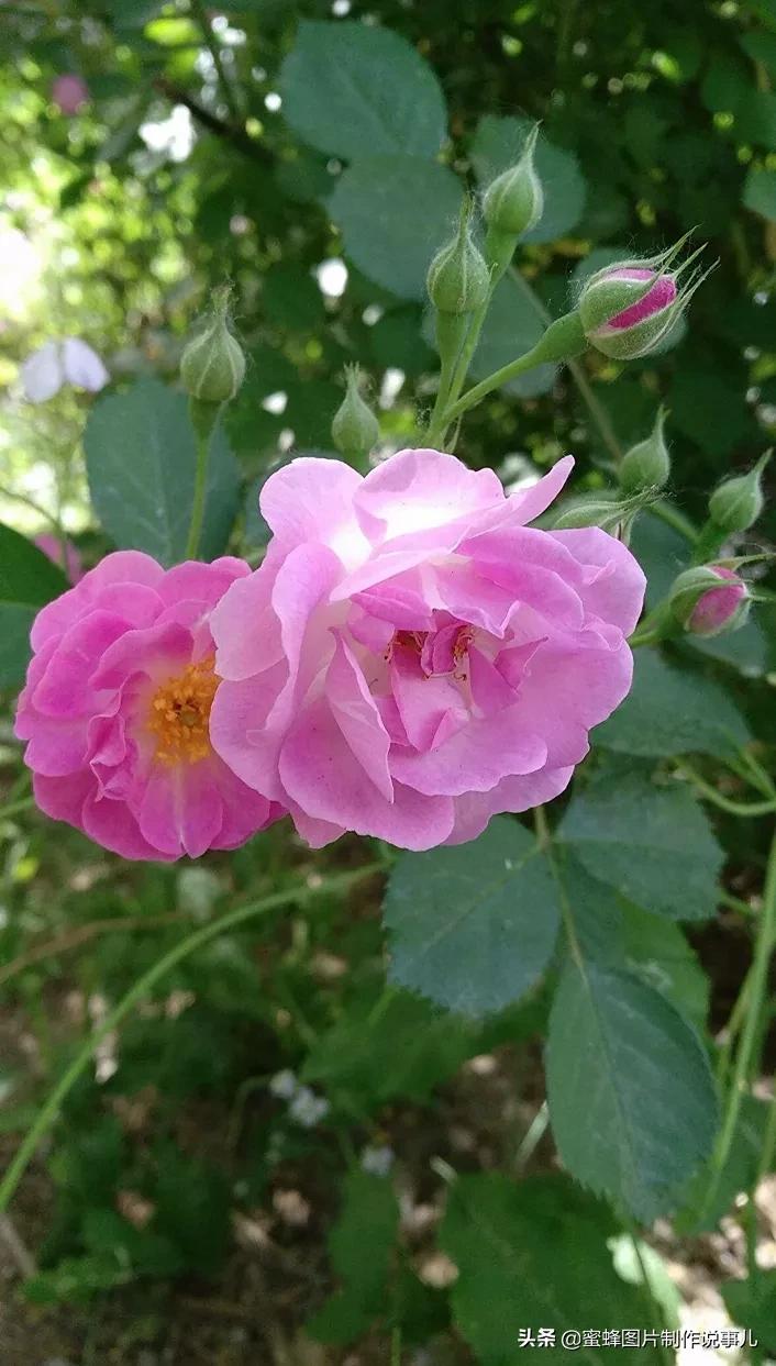 这些“吉祥花”，娇艳欲滴，姹紫嫣红，养在家里寓意深远