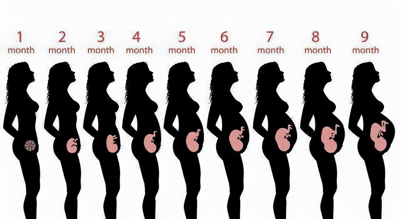 孕12周发育情况和图片图片