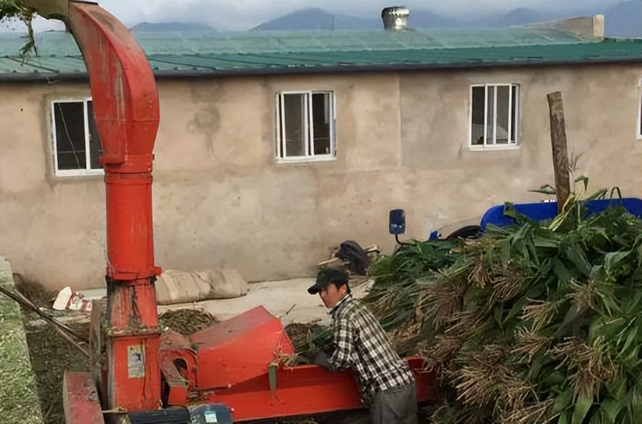 运用全株玉米青贮技术，奶牛场品质高，效益好
