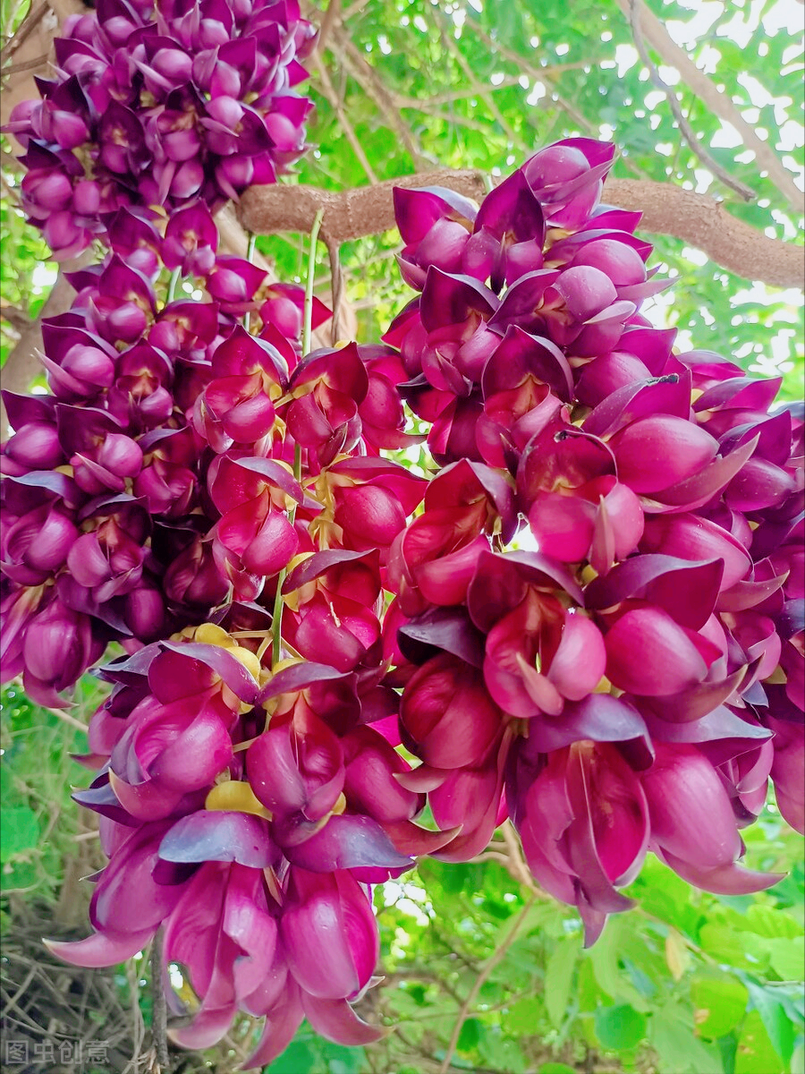 一花一世界，一叶一如来，花草从大自然中走来，神奇盛开不负光阴