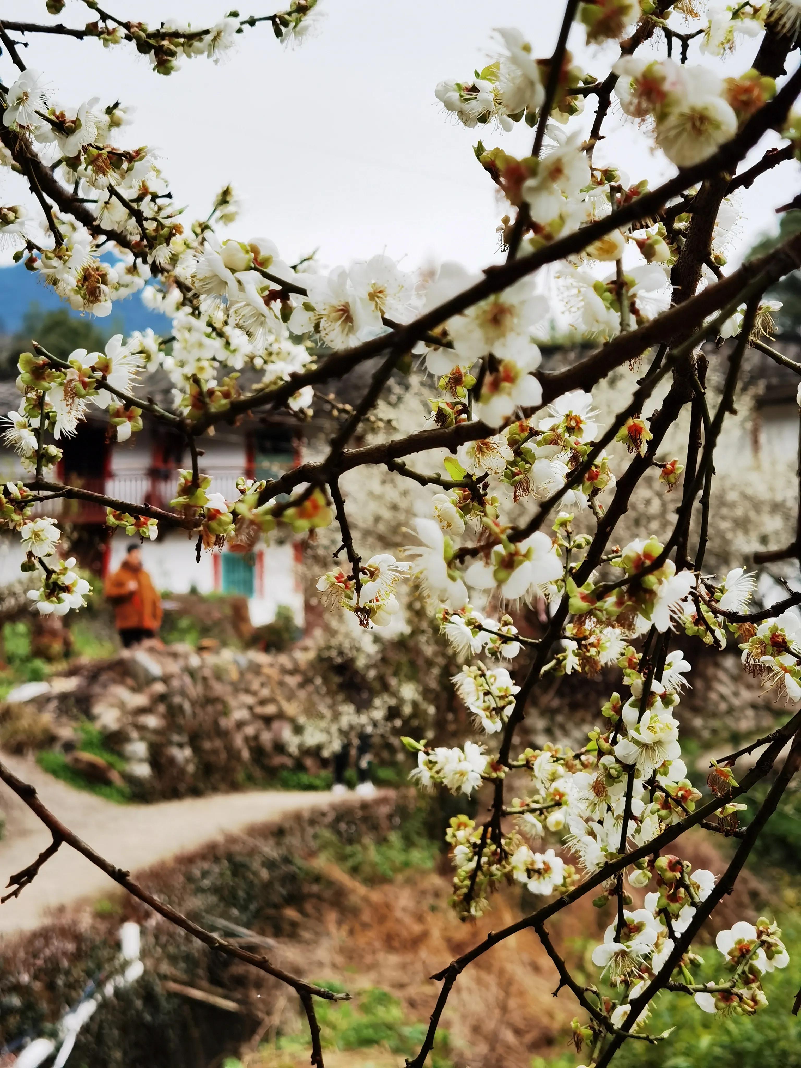 李花和青梅花图片