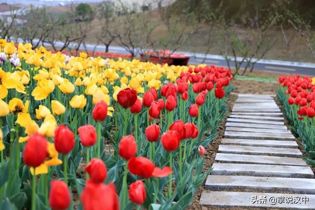 汉中南湖景区郁金香花开正艳 花海+汉服 4月2日一场视觉盛宴来袭