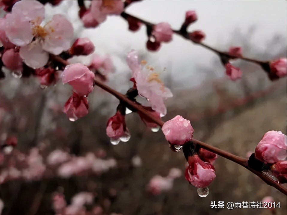 春雨图片大全唯美图片