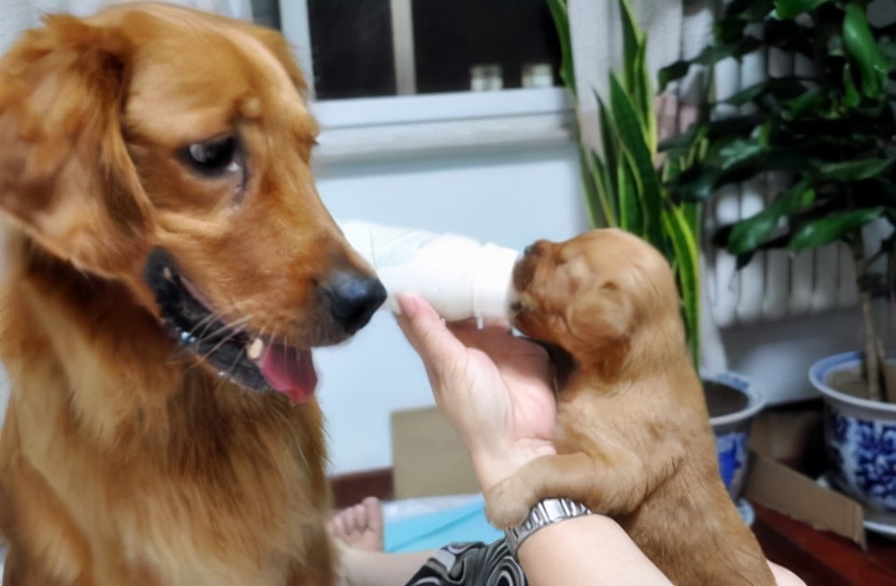 母狗 调教 学校（母狗叼着幼崽来找主人）