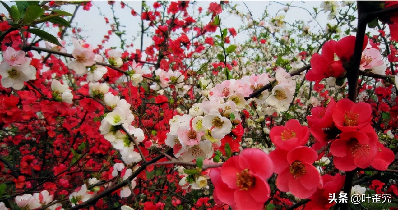 中国十大名花，您都知道吗？