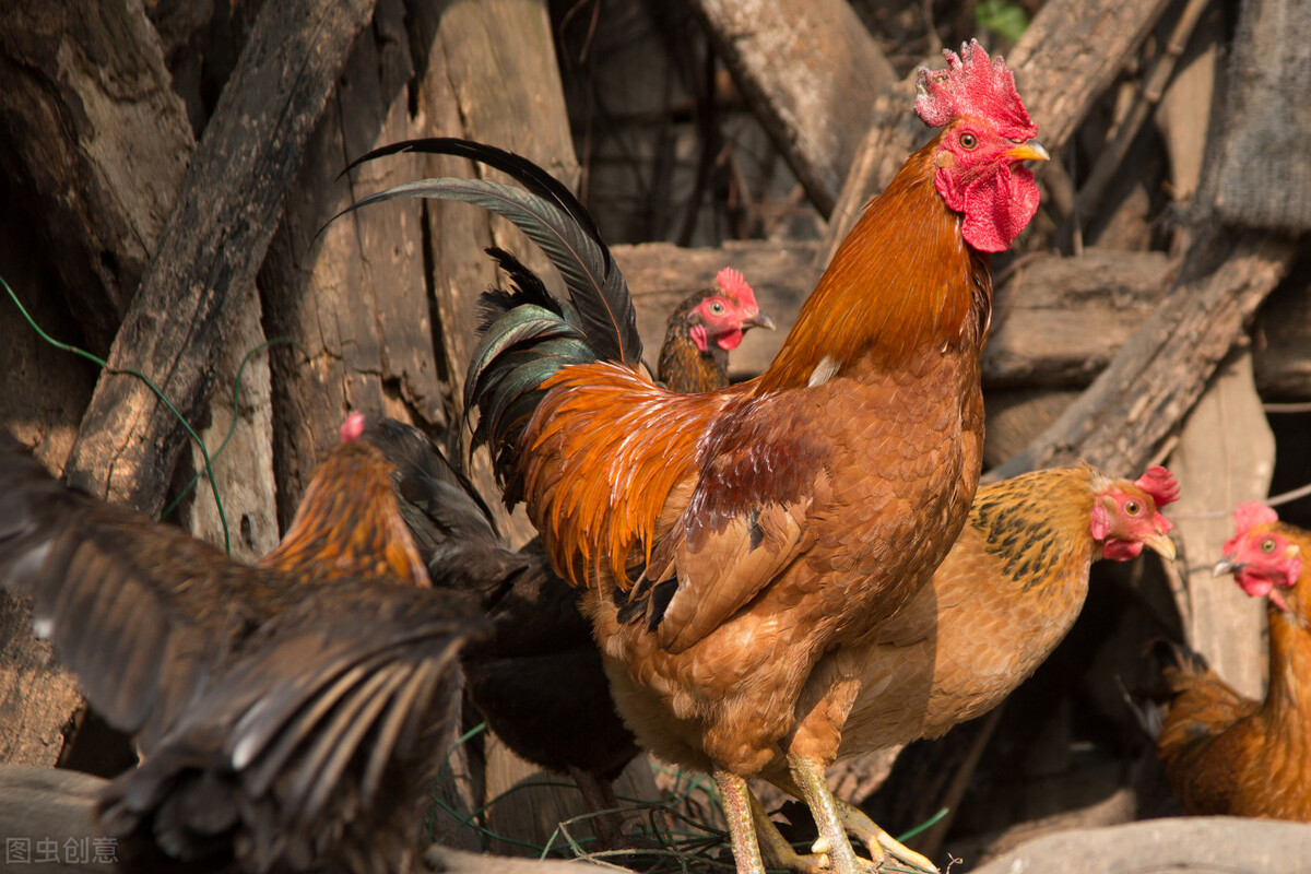 怎樣讓公雞不打鳴,怎樣讓公雞不打鳴兒?