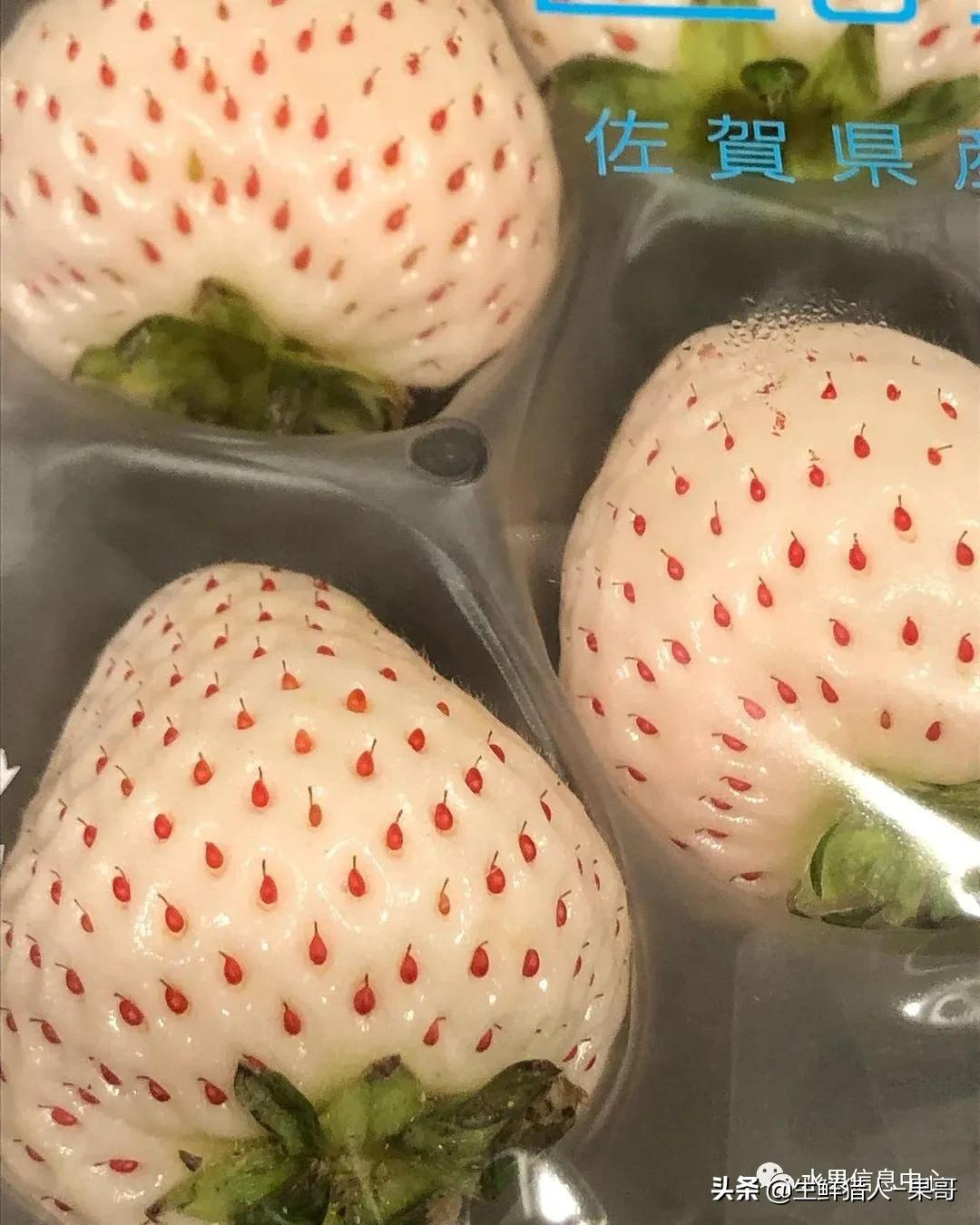 越秀草莓图片（中国草莓主要产地分布及品种介绍）
