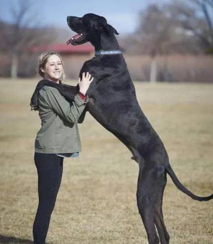 largest dog george