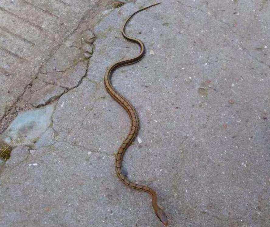 而是没有毒性的菜花蛇