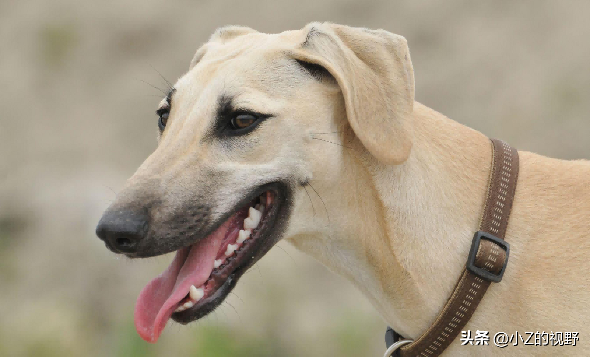 这7种猎犬，都来自非洲大陆，有你们认识的吗？