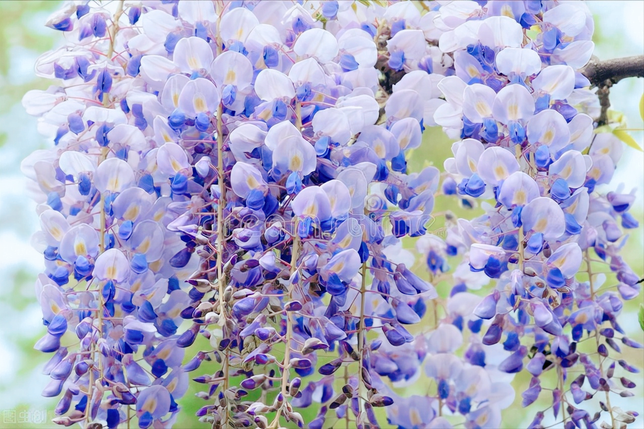 一花一世界，一叶一如来，花草从大自然中走来，神奇盛开不负光阴