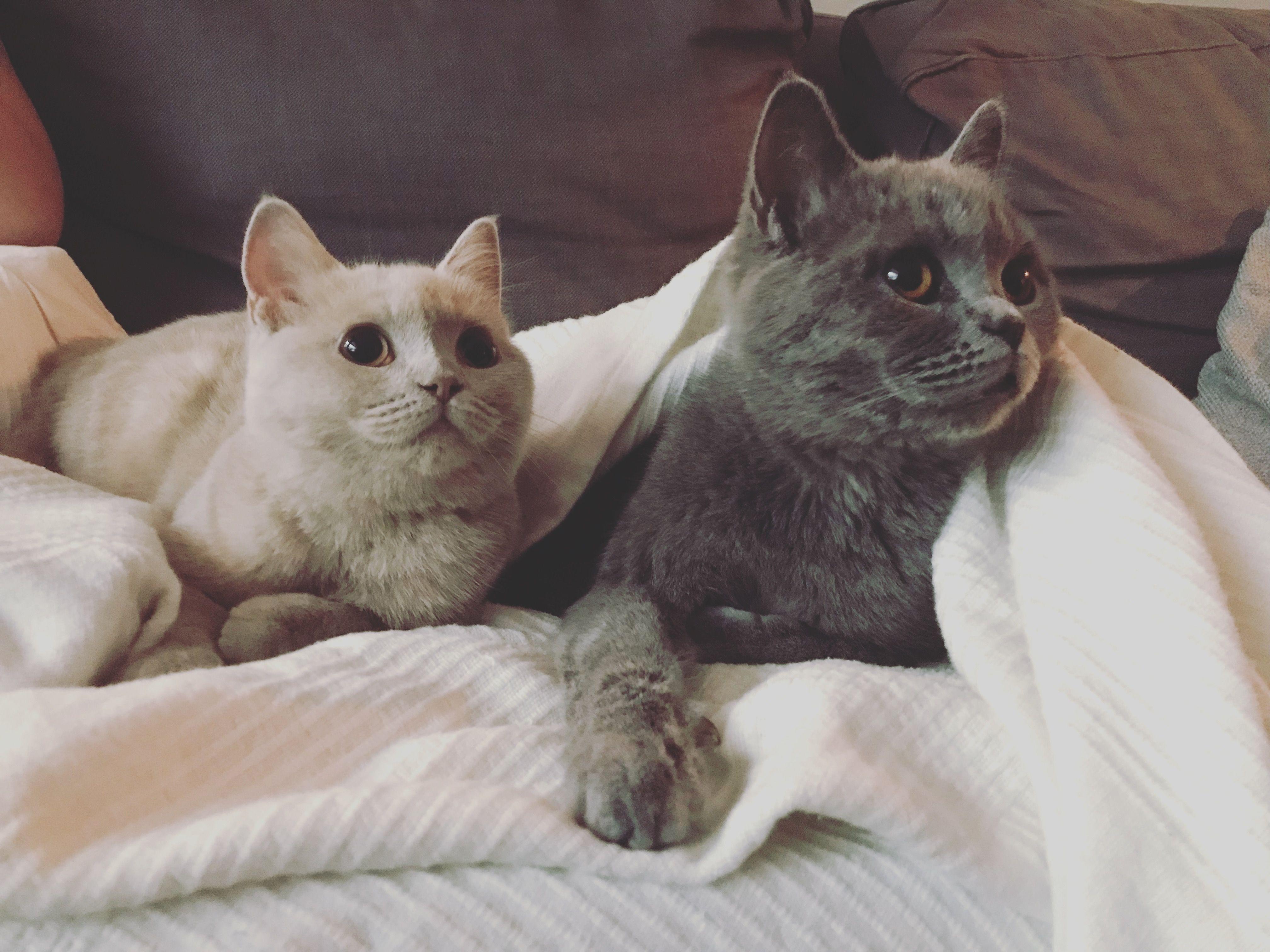 ����Ϊ�β�����������һ�����й̶��ġ������ڡ���