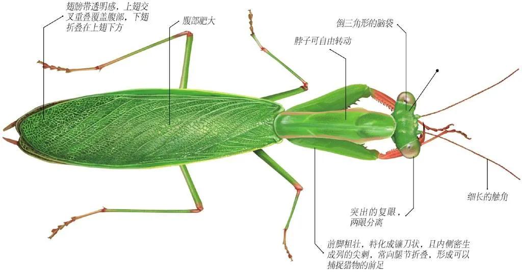 螳螂是一种非常厉害的益虫力大无比,能举起自身重量20倍的物体