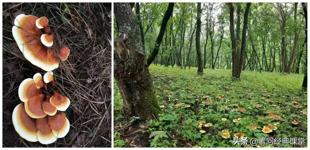 夏天心、最不挑的白山“仙草”