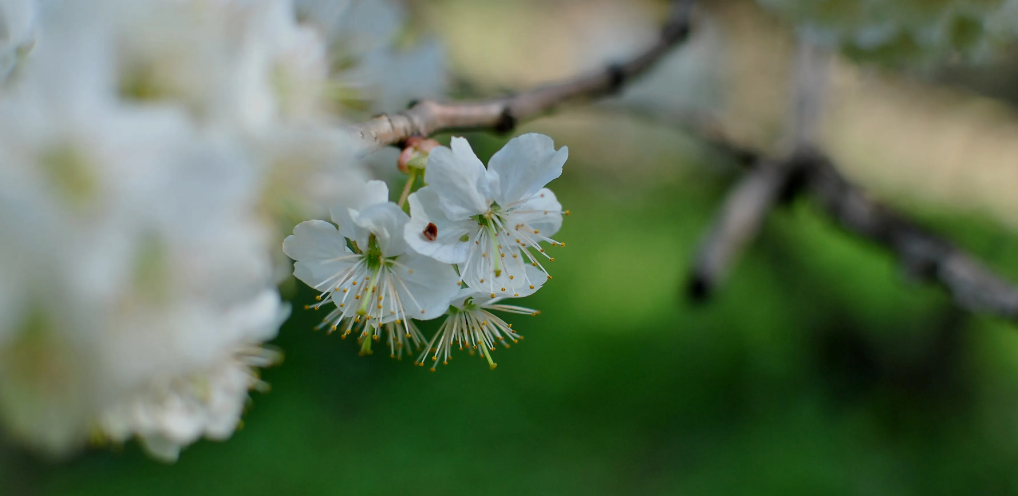 「诗词鉴赏」春有约 花不误，樱桃花竞相绽放，不负好春光