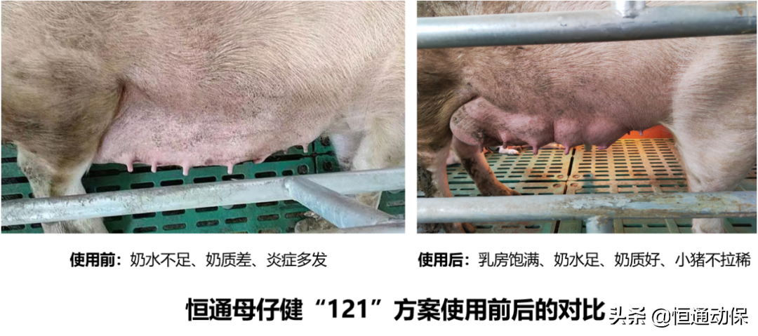 二)结论:1)使用便捷,安全:不打针,不冲宫,不输液,无应激,母猪不痛苦;2