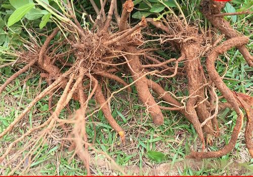 其味苦,性寒,具有解表清热,解毒消肿功效;主要含有山芝麻甲酯,山芝麻