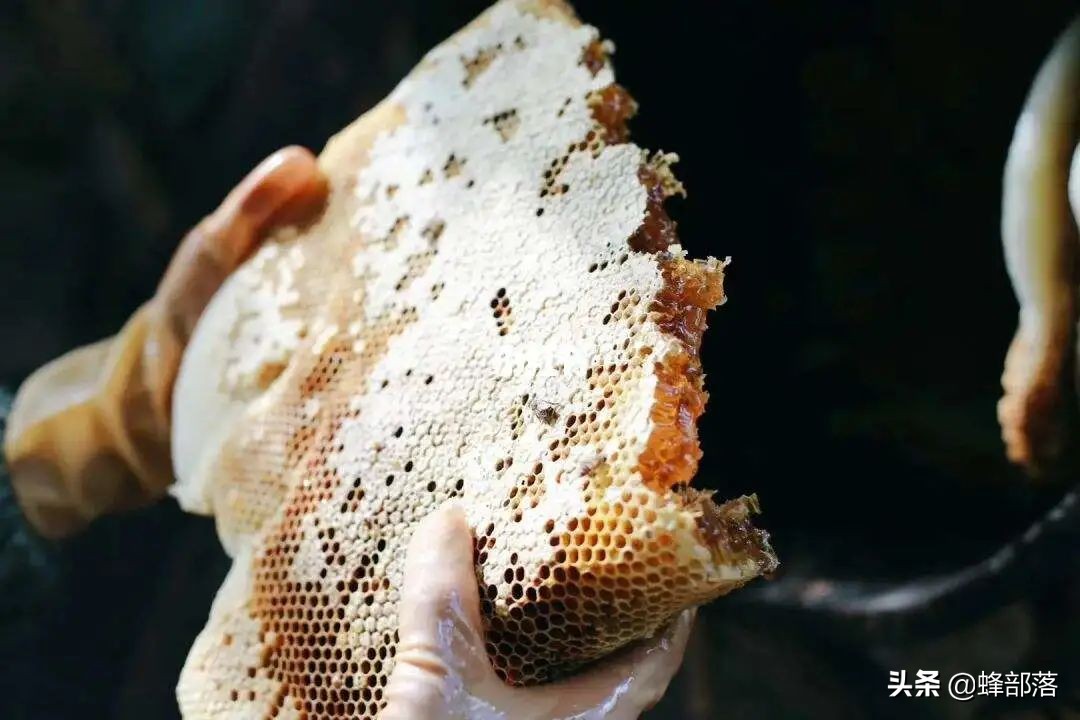 蜜蜂喂养白糖有3大坏处，具体坏在哪里？有何科学依据？全面了解