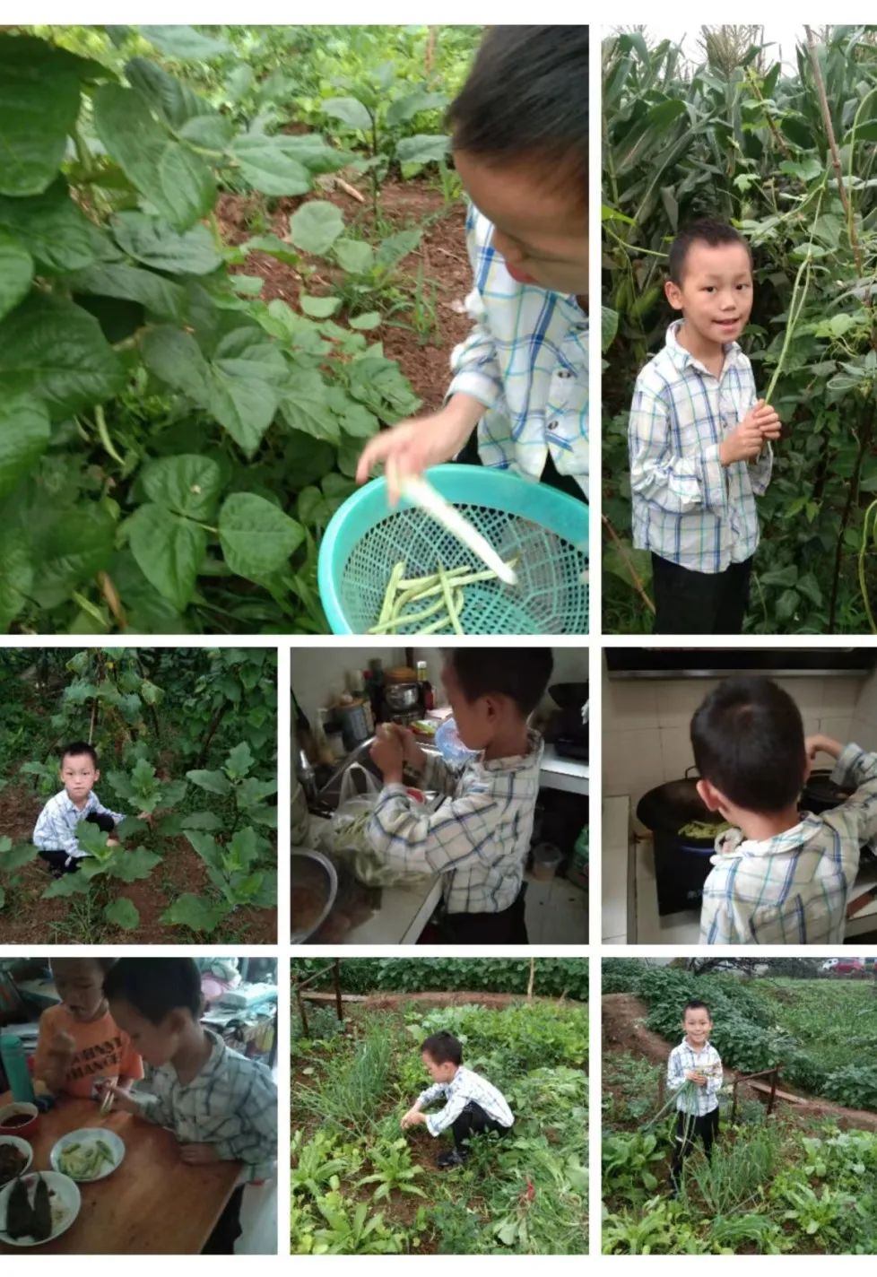 以劳动之名 收获成长之乐｜新兴小学开展“小农夫”劳动教育课程