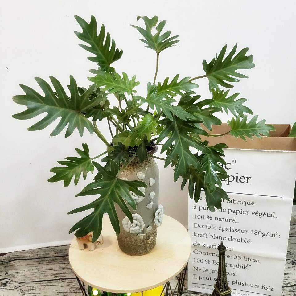 5种“健康花”，客厅一放大气高档，毒气吸光，养人家又旺