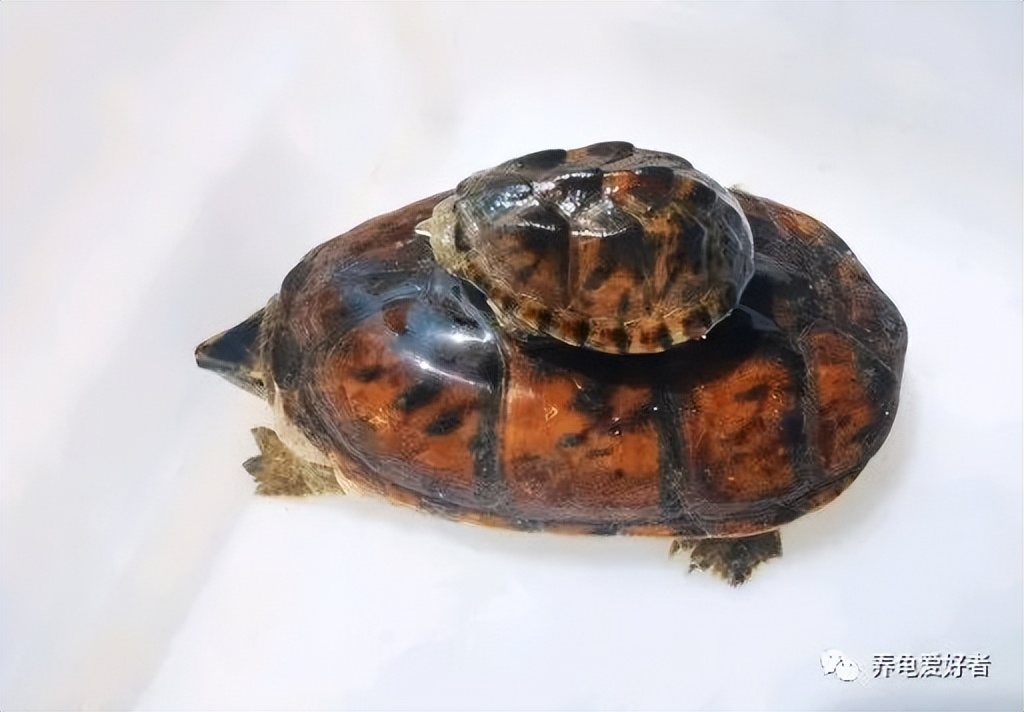 龟有品相好坏之分-日本石龟品相的好坏 - 114知识网