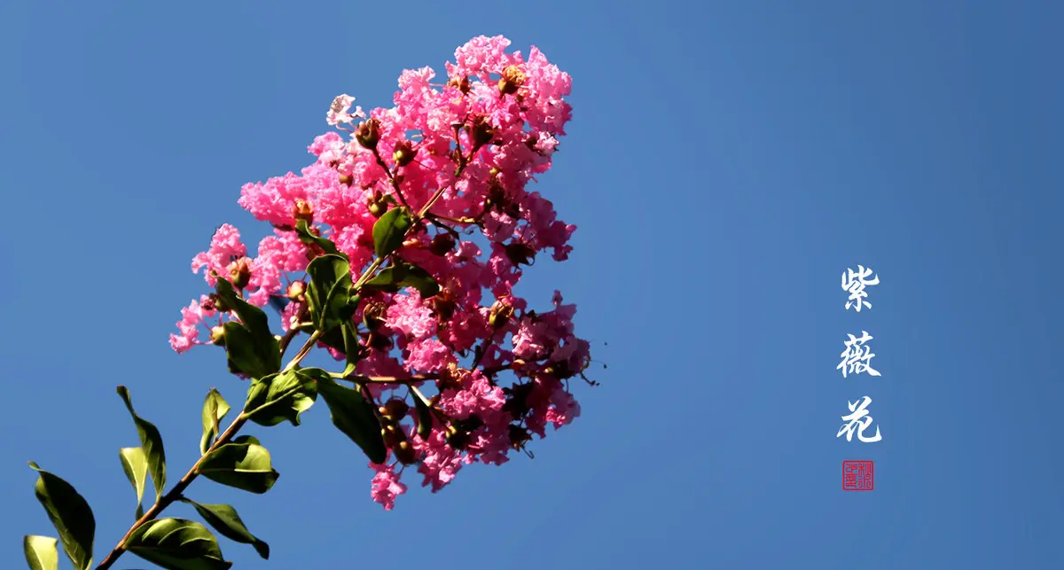 独坐黄昏谁是伴，紫薇花对紫微郎——紫薇，谁言“花无百日红”