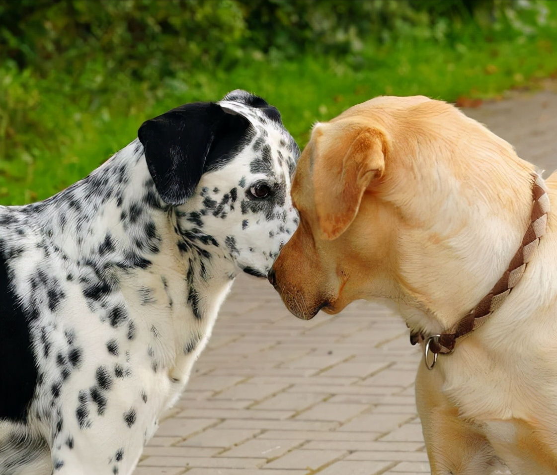 狗狗交配后，为什么会流血？这正常吗？