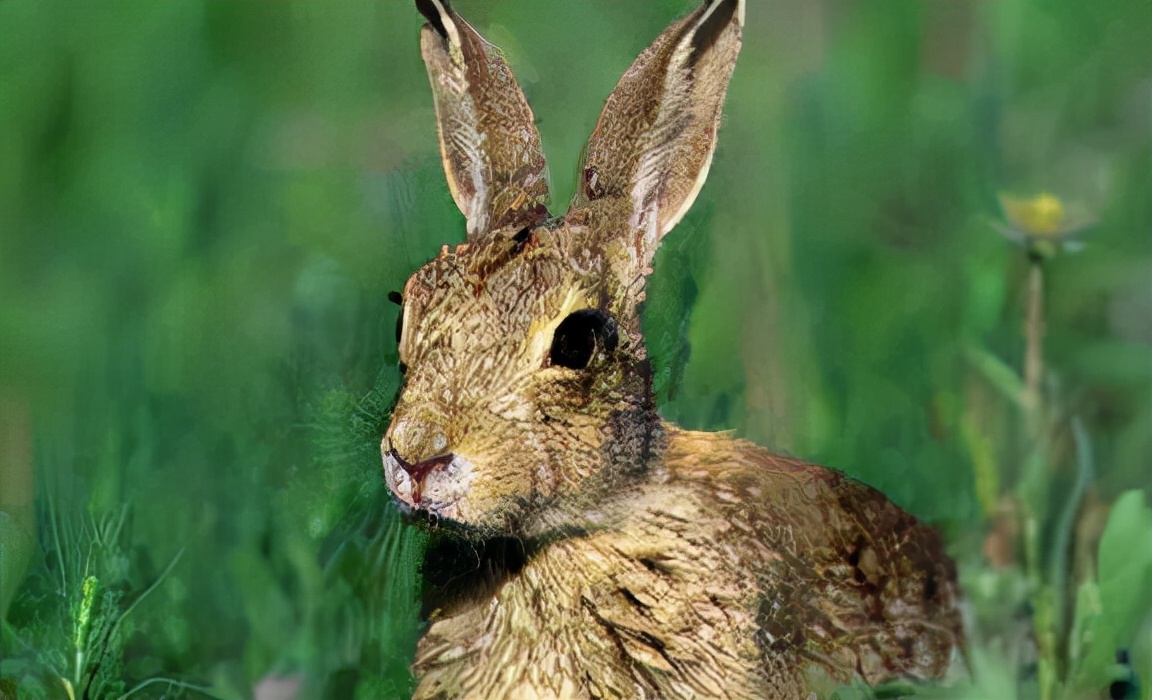 湖南三名男子捕捉一只野兔被抓！专家：为保护动物，每只300元
