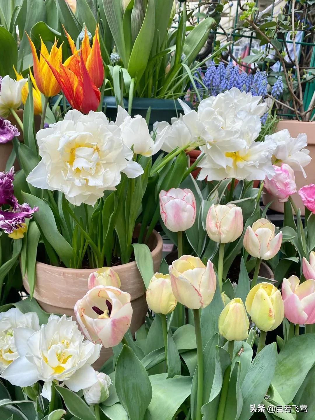 《朗读者》中董卿经典语录，每句都富含哲理