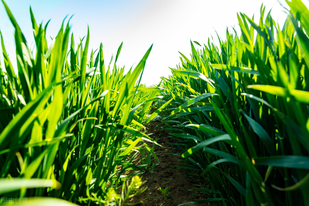 “碧绿碧绿”是什么颜色？“碧”的本义是什么？