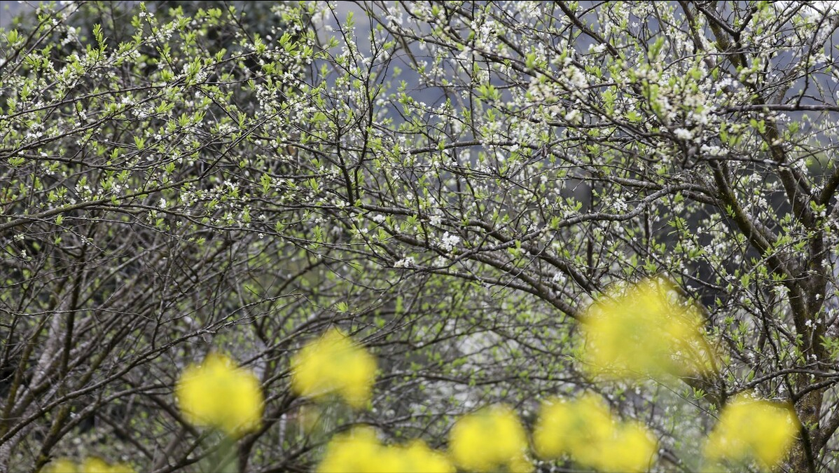 福州“云赏花”，带你打卡名胜古迹七大花，体验醉美三月的花海