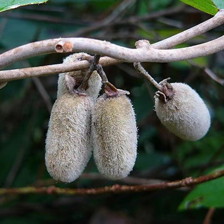每日一味抗癌中药——藤梨根,清热解毒利湿,尤适用于胃癌病人